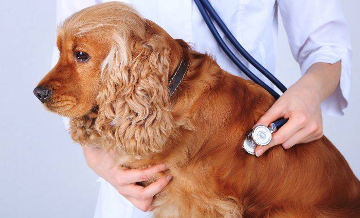 Cocker Spaniel inglese