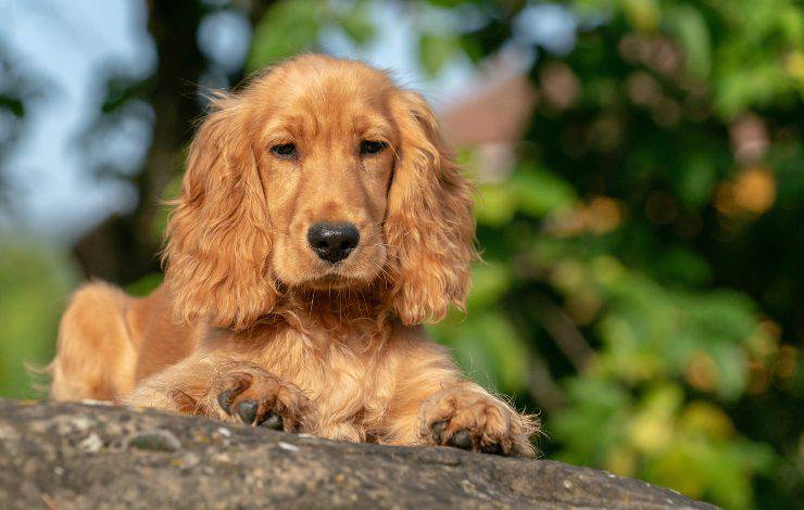 Cocker Spaniel inglese