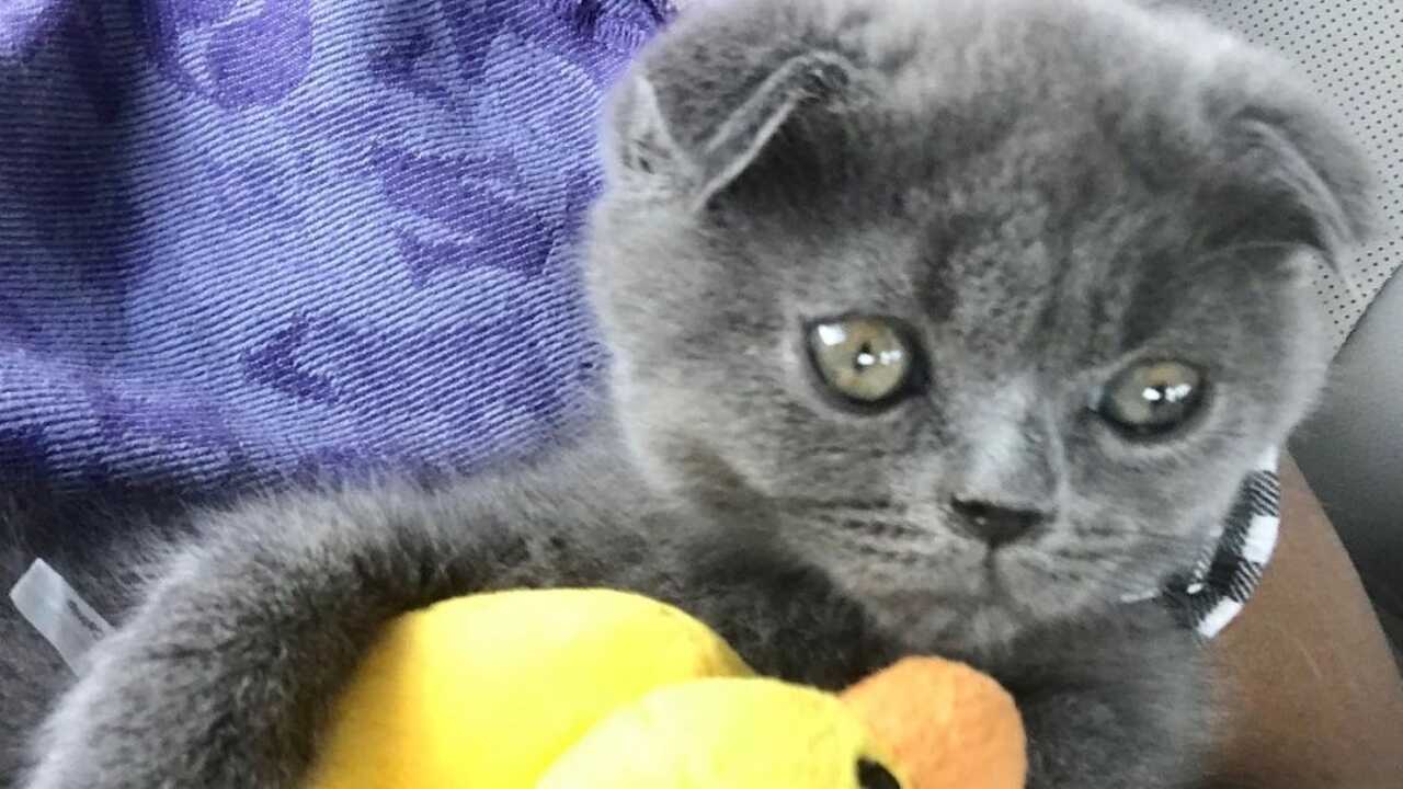 esemplare di gatto foldex curiosità foldex
