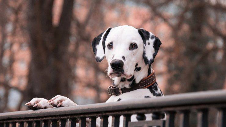 Alimentazione del Dalmata