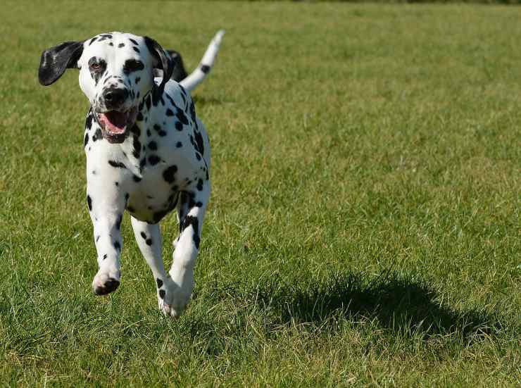 Dalamta che corre