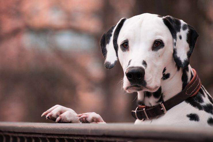 Alimentazione del Dalmata