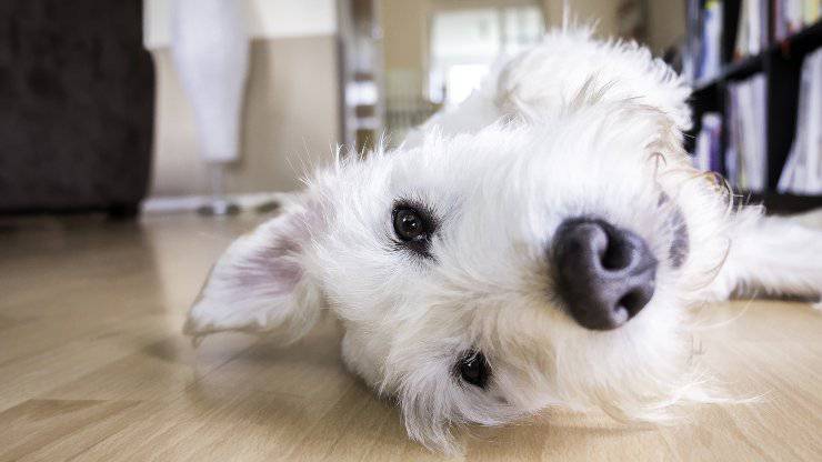 I rimedi naturali per cani