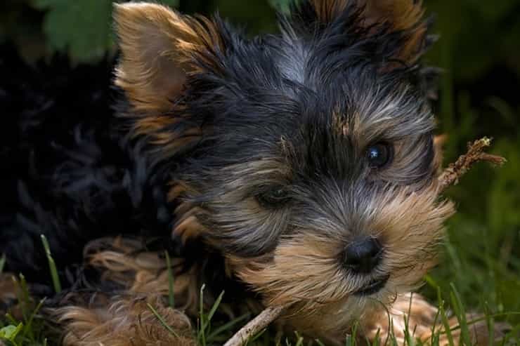 Donna causa la frattura al femore di un cane e si rifiuta di curarlo