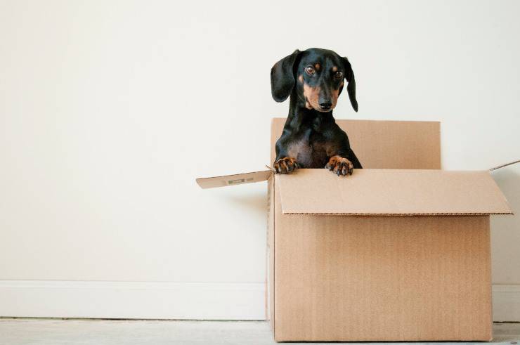 Il cane ruba oggetti e scappa Il cane ruba oggetti e scappa