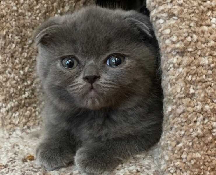 foldex gatto