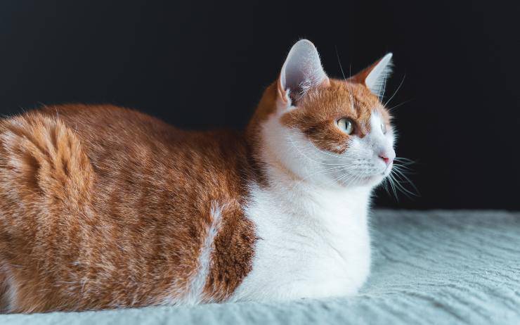 Il gatto piega le zampe Il gatto piega le zampe