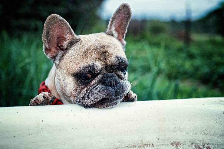 Il comportamento del cane