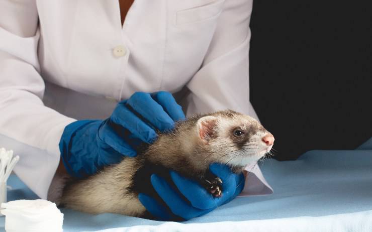 furetto dal veterinario