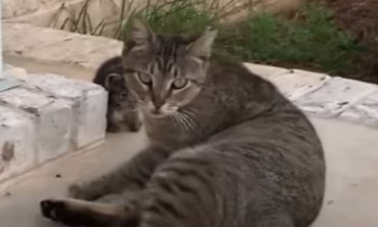 Gatta randagia (Foto video)
