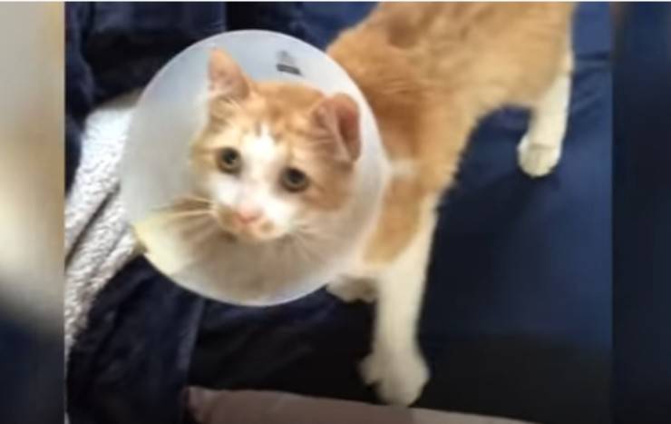 Il gatto denutrito (Foto video)