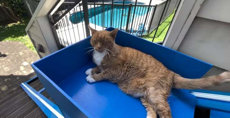 Youtuber realizza un ascensore per il gatto anziano che non scende le scale (Screen Video)