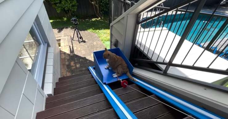 Youtuber realizza un ascensore per il gatto anziano che non scende le scale (Screen Video)