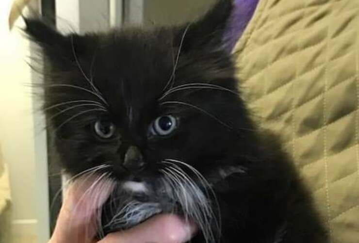 Il gatto trovato all'interno del furgone (Foto Facebook)