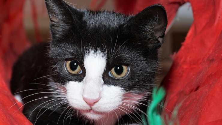 gatto gioco