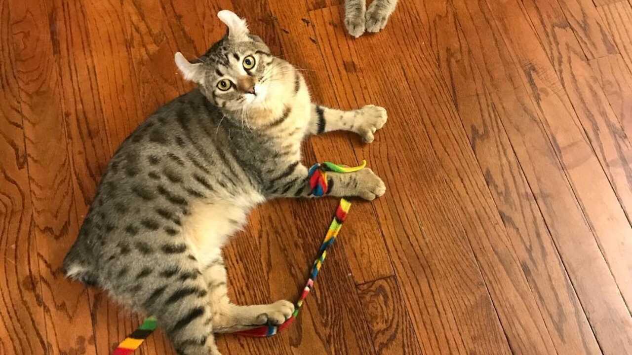 esemplare di gatto highlander gatto-highlander-curiosità_optimized