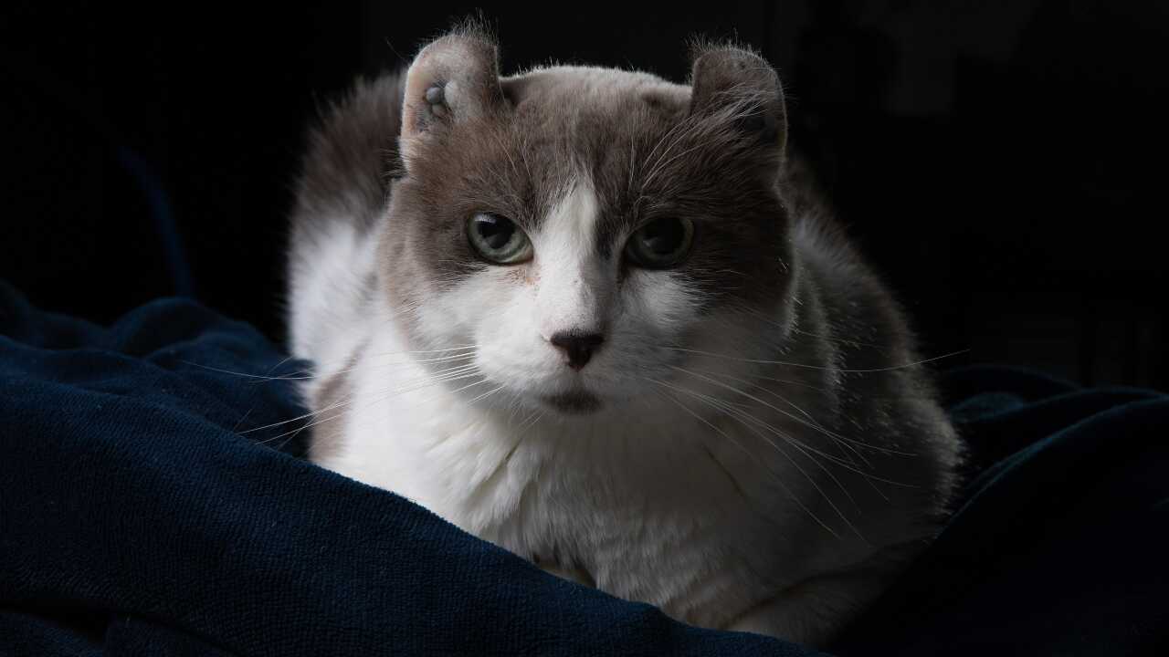 gatto highlander gatto-highlander-differenza-american curl
