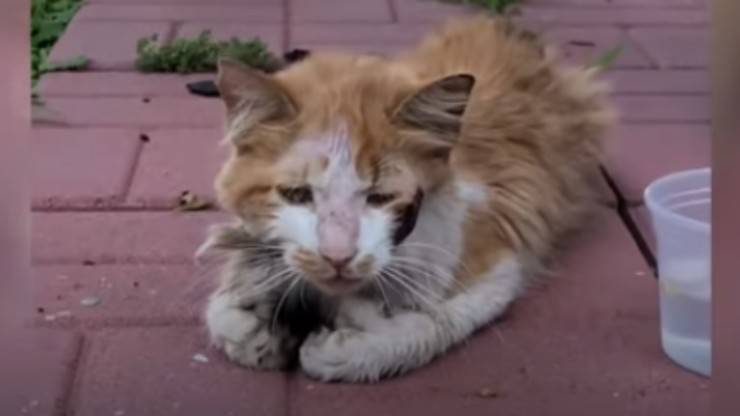 Gatto denutrito (Foto video)