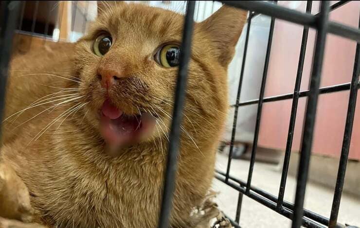 Gatto con una ferita da arma da fuoco sul muso salvato da un passante (Foto Facebook)