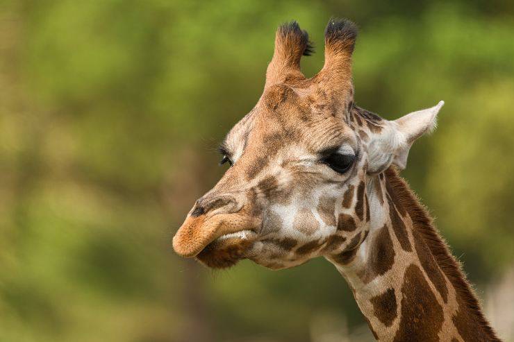 Come si chiama il verso della giraffa Come si chiama il verso della giraffa