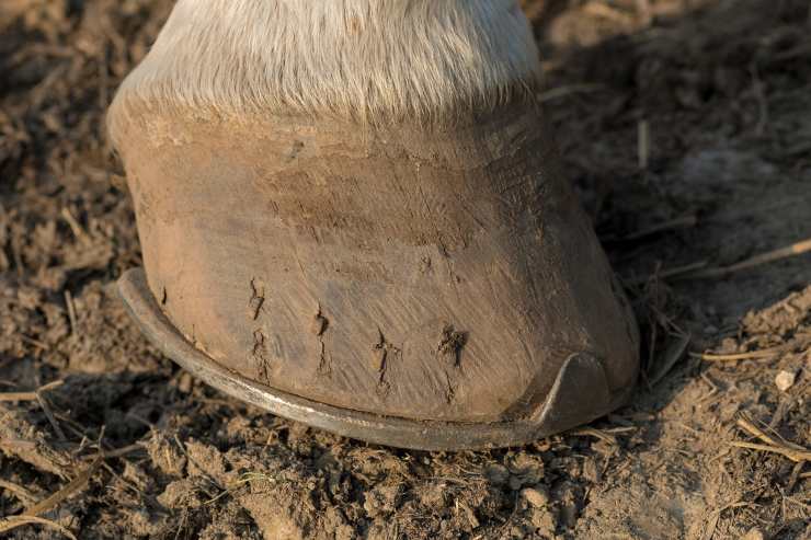 Zoccolo del cavallo
