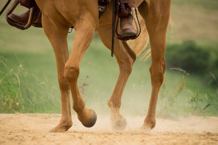 Cavallo al trotto