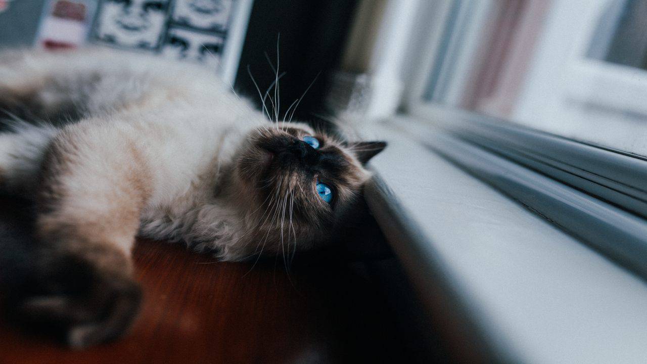 Micio nuovo si nasconde in casa