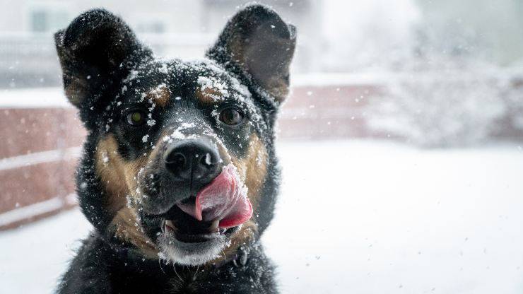 Quanto resiste il cane al freddo Quanto resiste il cane al freddo