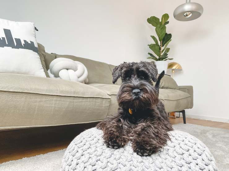 Repellenti per cani fatti in casa
