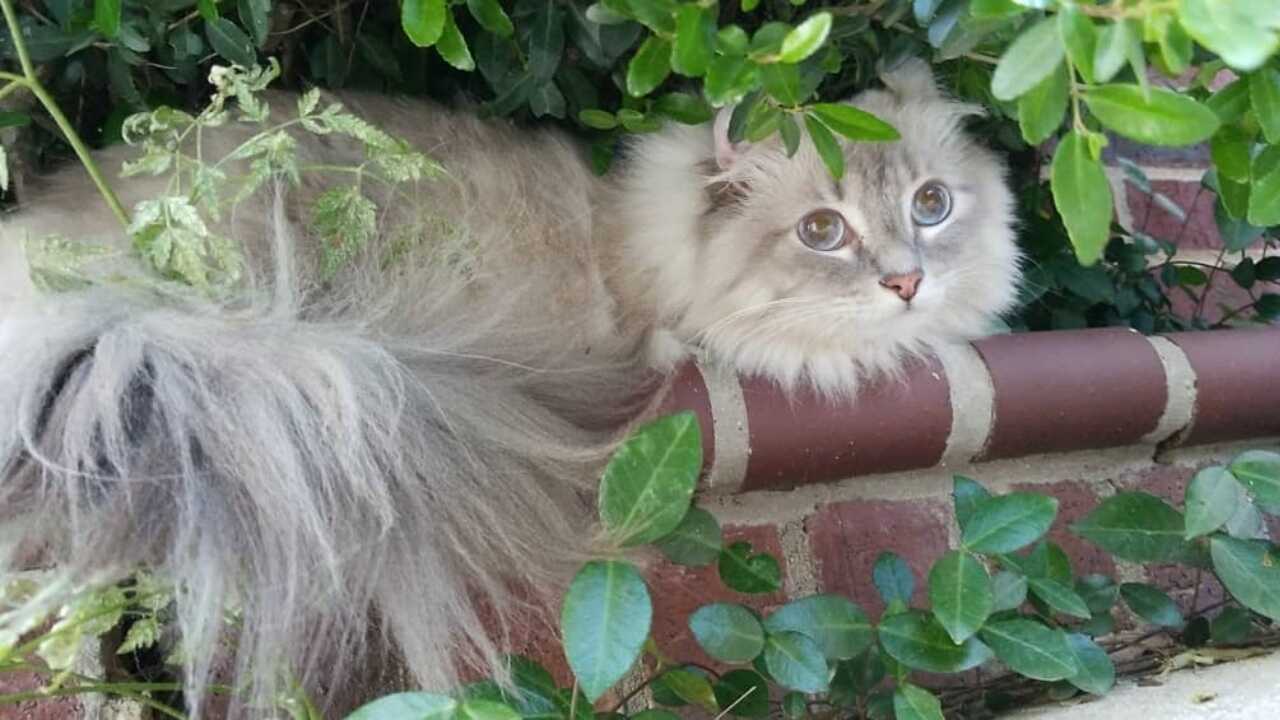 differenza american curl kinklow