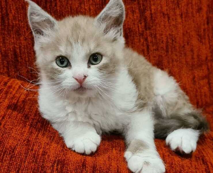 gatto lambkin