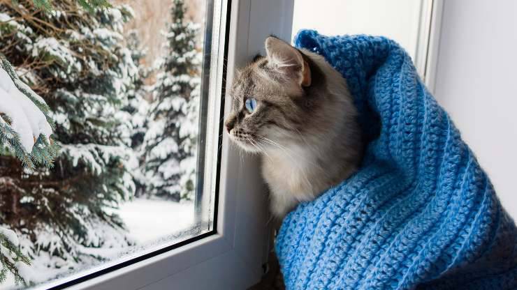 l'odore del padrone non consola il gatto solo in casa