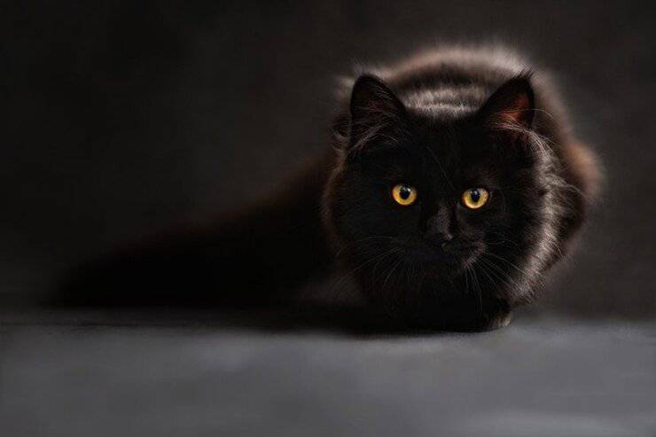 Abbandona il gatto della moglie e lo sostituisce con uno identico più educato (Foto Pixabay)