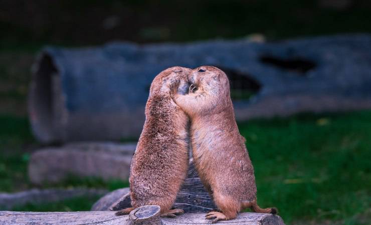 marmotte