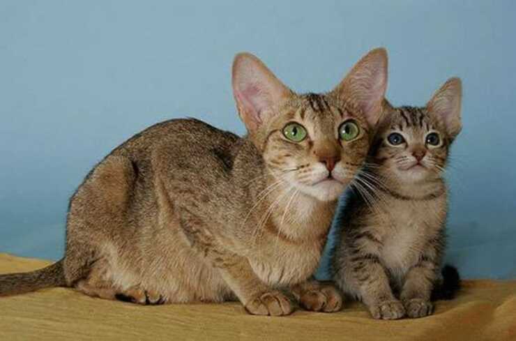 gatto kanaani