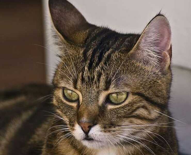 gatto kanaani