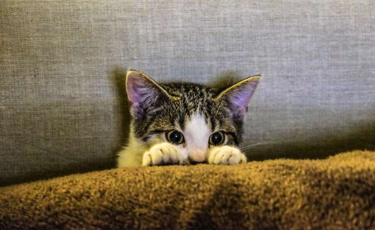 Il comportamento di micio