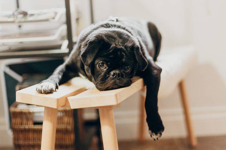 Razze di cani poco curiosi Razze di cani poco curiosi