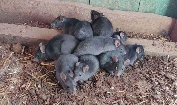 Il Re dei topi (Foto Facebook)