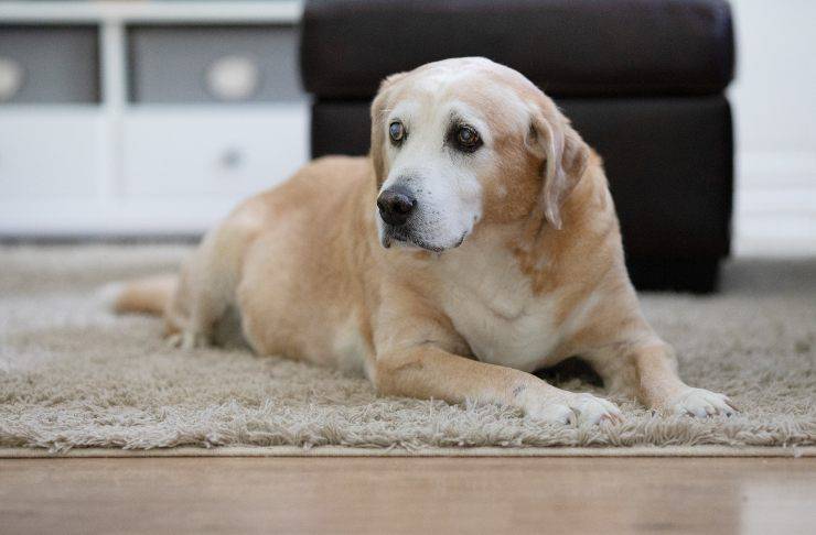 Come far socializzare un cane cieco Come far socializzare un cane cieco