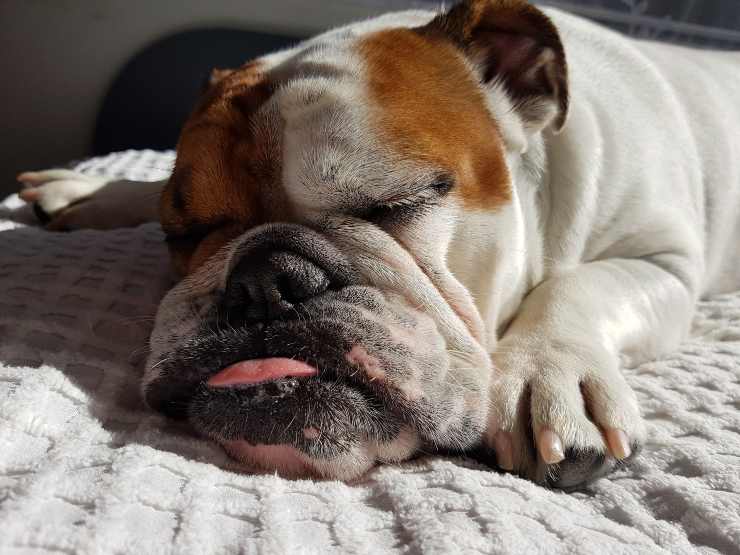 Il cane mangia poco e dorme sempre