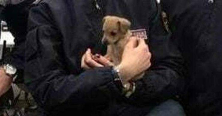 cucciolo tasca giubbotto