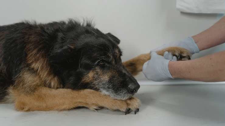sindrome della cauda equina nel cane