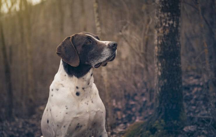 spaniel tedesco