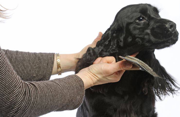 spazzolatura cocker inglese