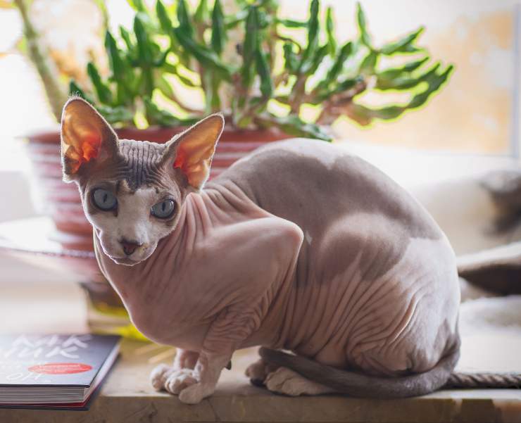Felino sopra il tavolo