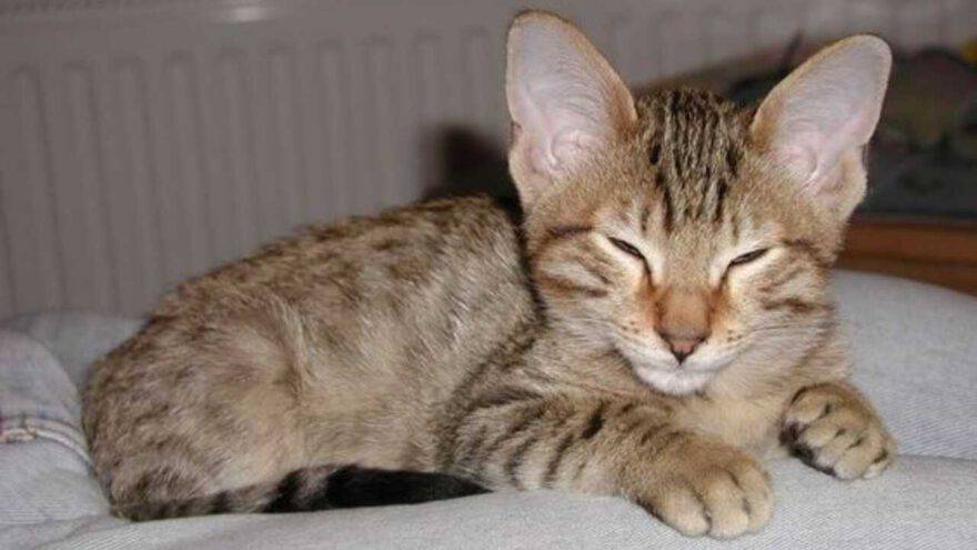 gatto kanaani