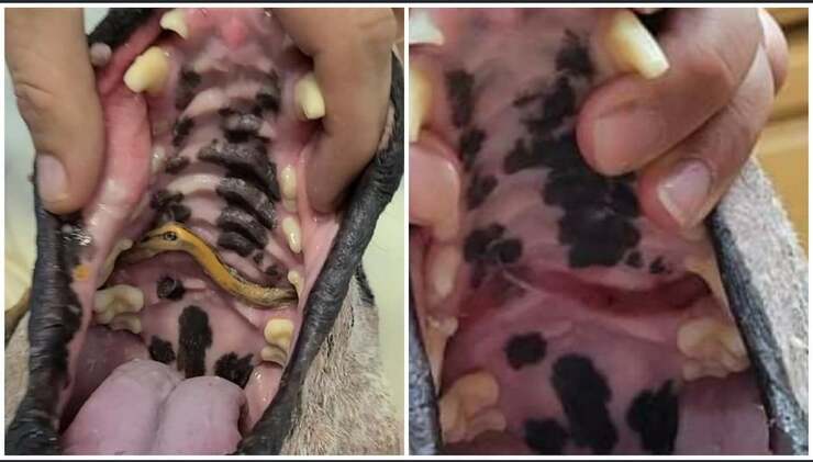 Viktor il cane che dopo svariati abusi era stato lasciato a vagare in un terreno (Foto Facebook)