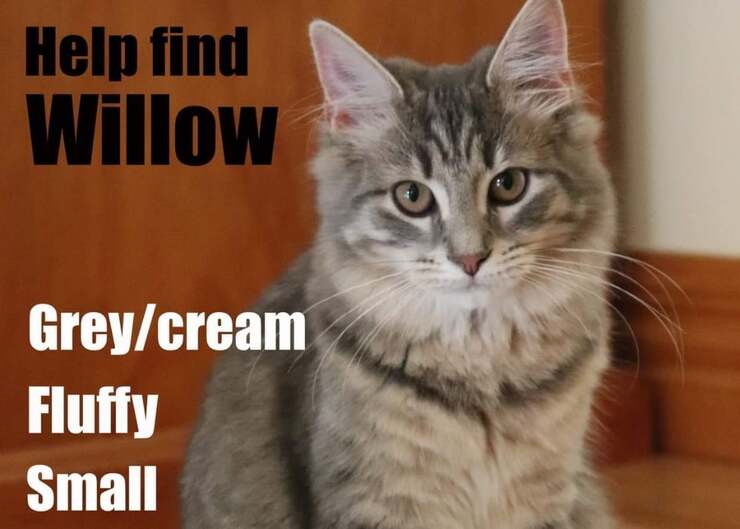 Gatto sparisce da casa per quasi due anni (Foto Facebook)