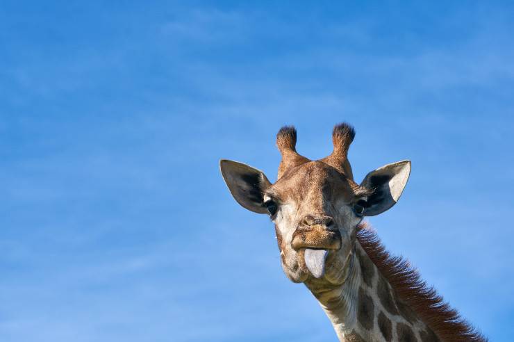 Come è il verso della giraffa